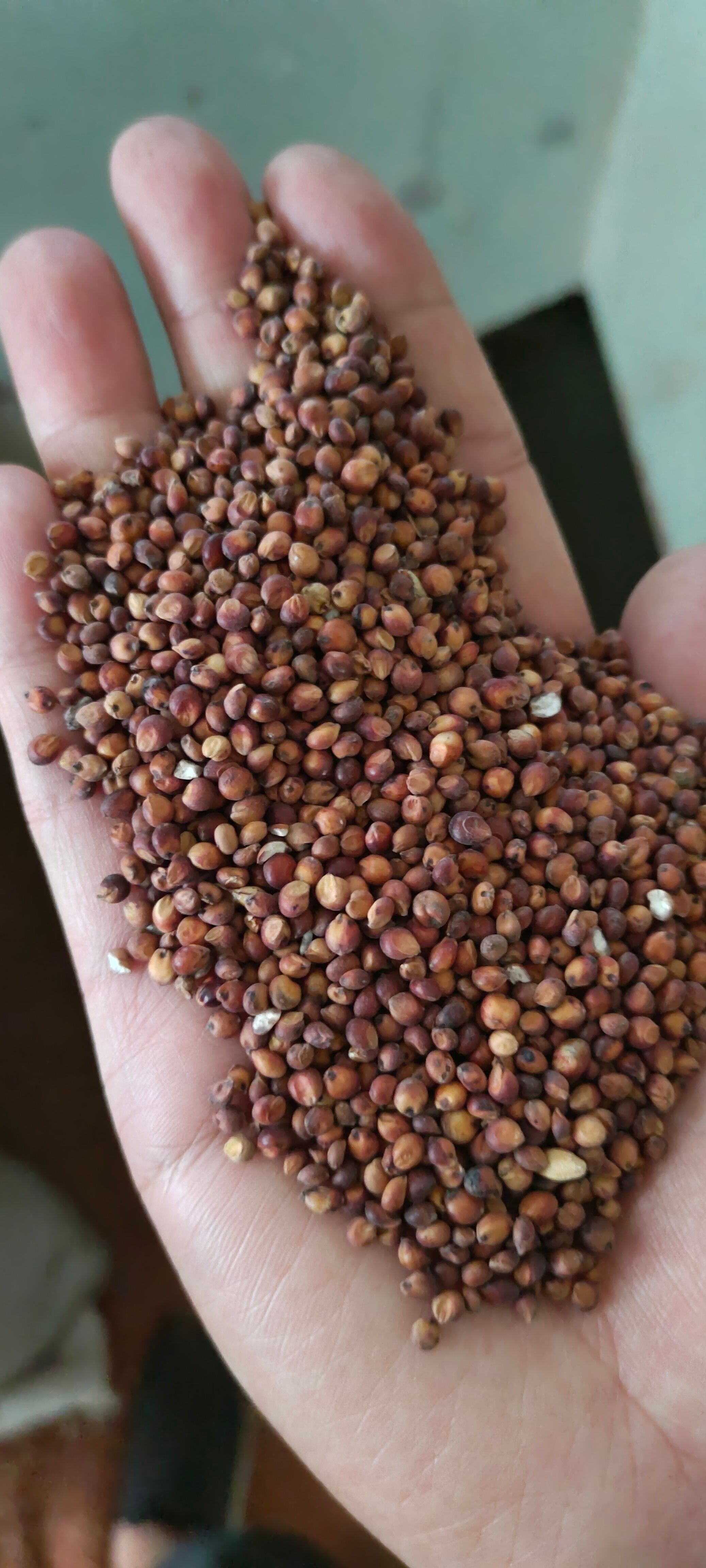 高粱 糯性高粱 糯粮 红高粱 厂家批发 酒厂直供一级