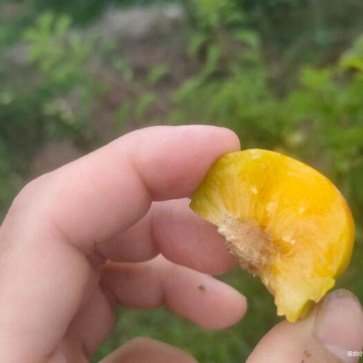 中江县青脆李