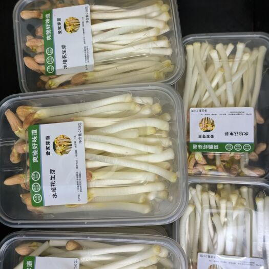 博罗县水培花生芽