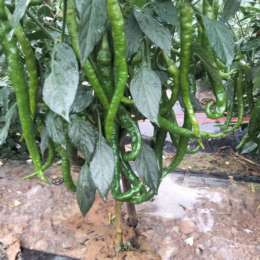 花垣县大量螺丝椒上市