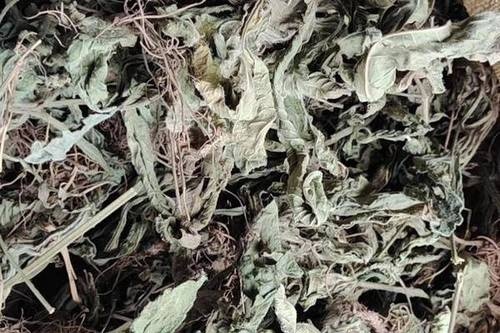 北流市新鲜晒干地胆头草干货，洗水晒干地胆草