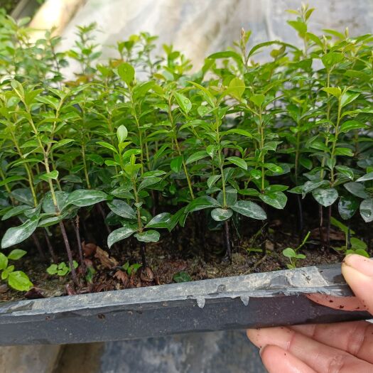 黑骨茶盆栽 黑檀 本地紫檀 室内外景观造型花卉盆栽绿植