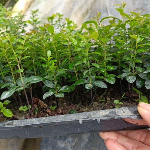 黑骨茶盆栽 黑檀本地紫檀 室内外景观造型花卉盆栽绿植