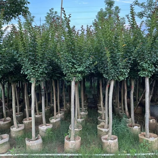 揭阳小叶紫薇细叶紫薇各种规格袋苗