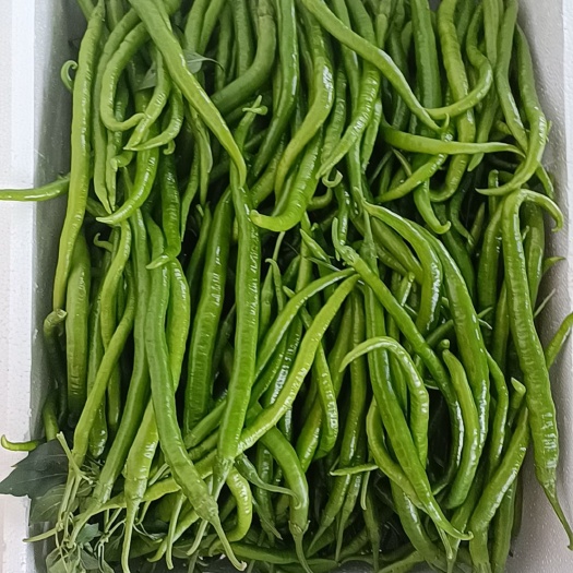阜南县青线椒市场货电商货