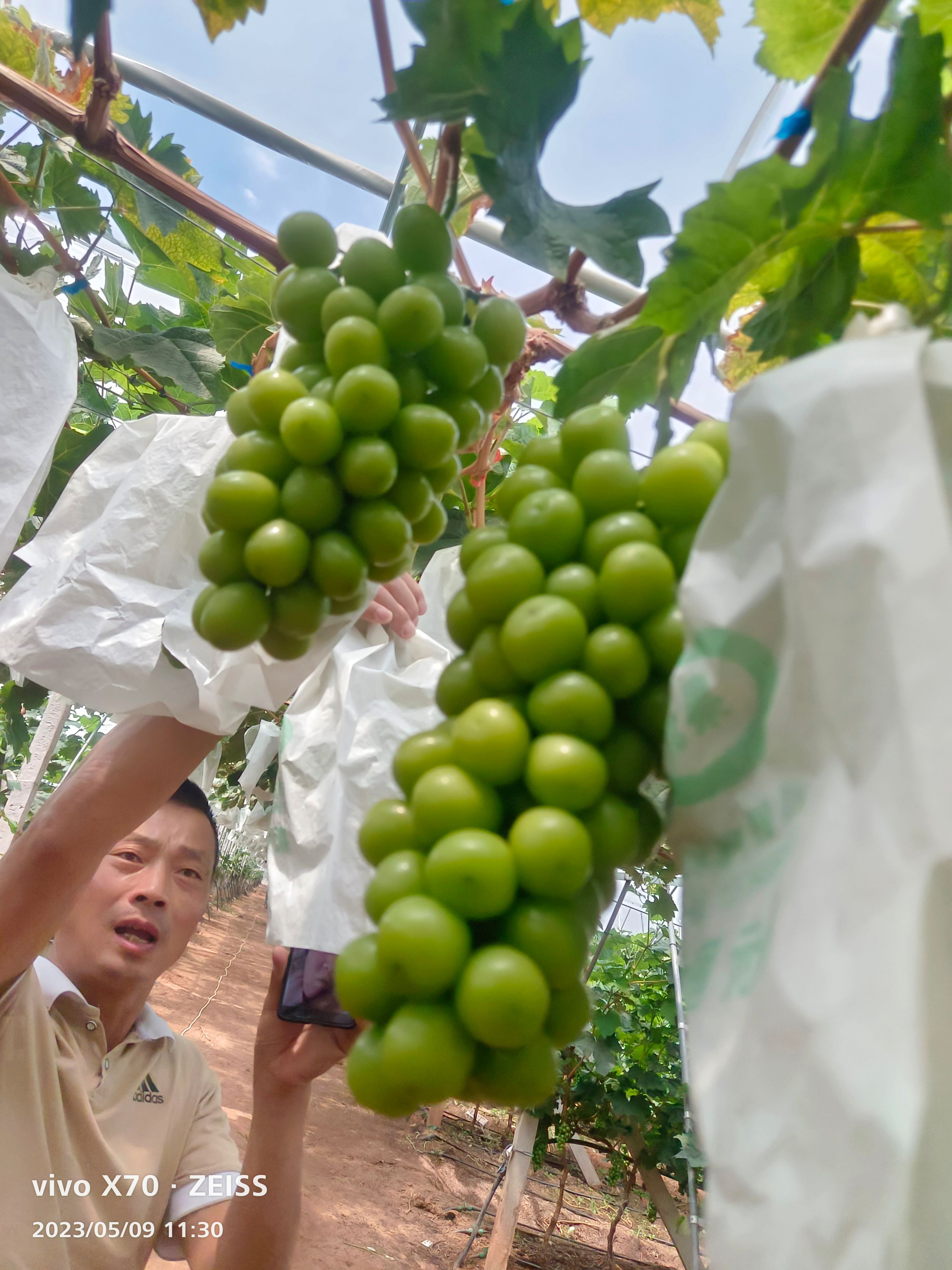 阳光玫瑰