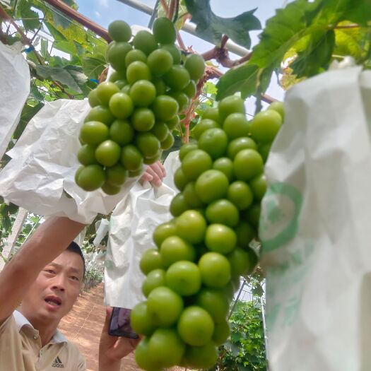 元谋县阳光玫瑰