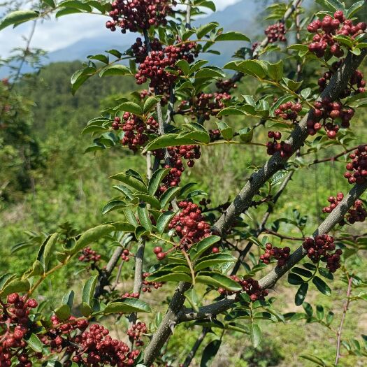 越西县四川凉山高山红花椒    自然生长的