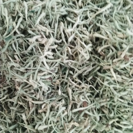 河北邯郸，自己家大面积的金银花，头茬