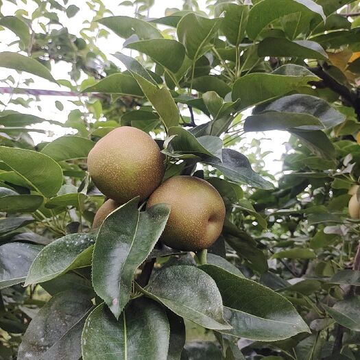 泰和县江西应季翠冠梨优果