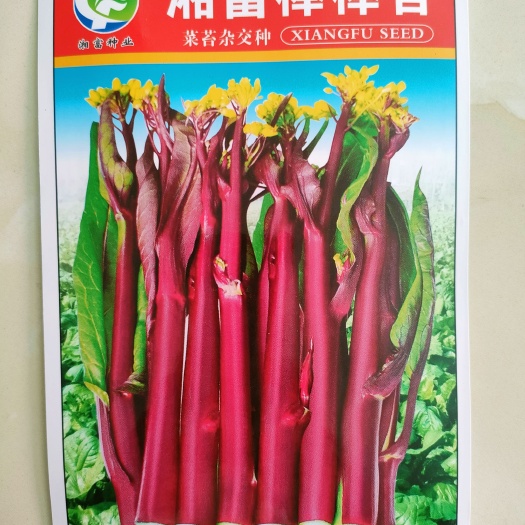 红菜苔种子 中熟棒棒苔鲜红无蜡粉 抗病产量高基地种植5克