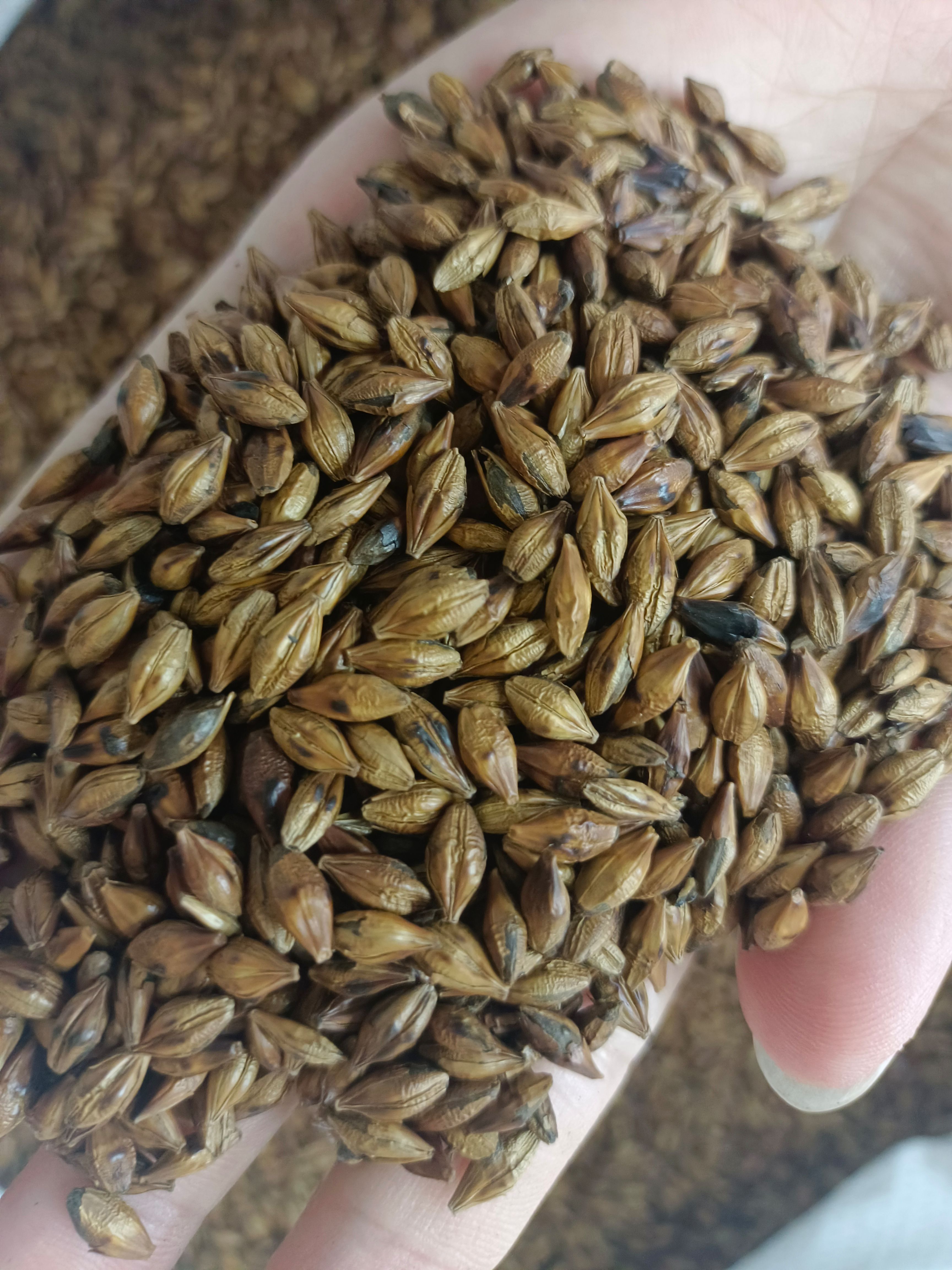大麦茶 炒大麦 大麦芽 可定制大麦茶火候大小 现货批发有大货