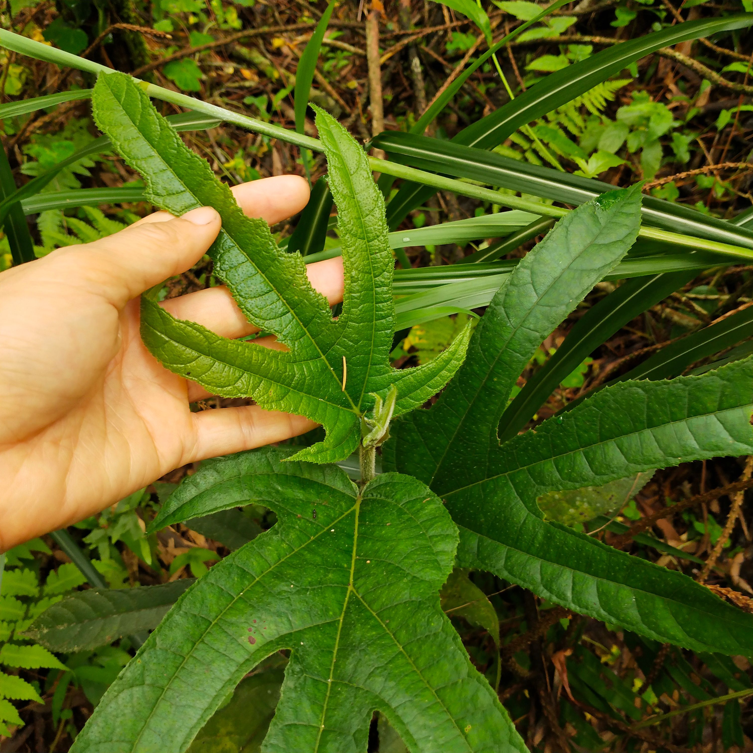 五指毛桃（干货）无硫（非种植）砍晒干