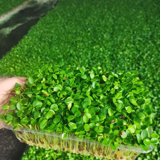 寿光基地直达市场发货，批发香椿苗 新鲜活体香椿芽苗菜直供批发