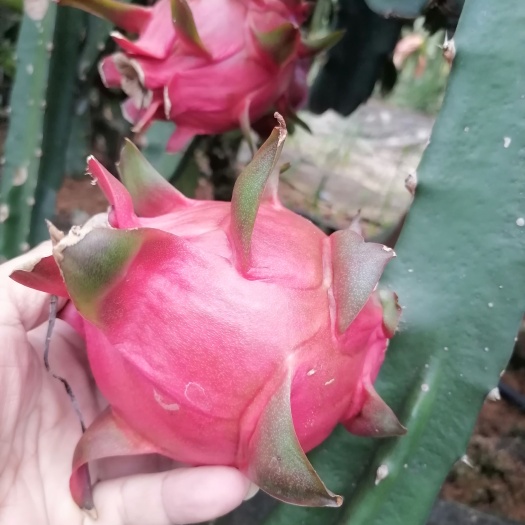 双色白心火龙果