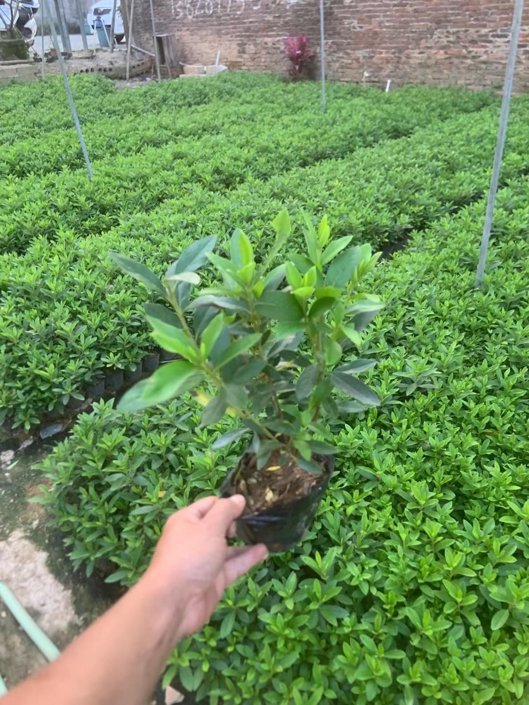 毛杜鹃