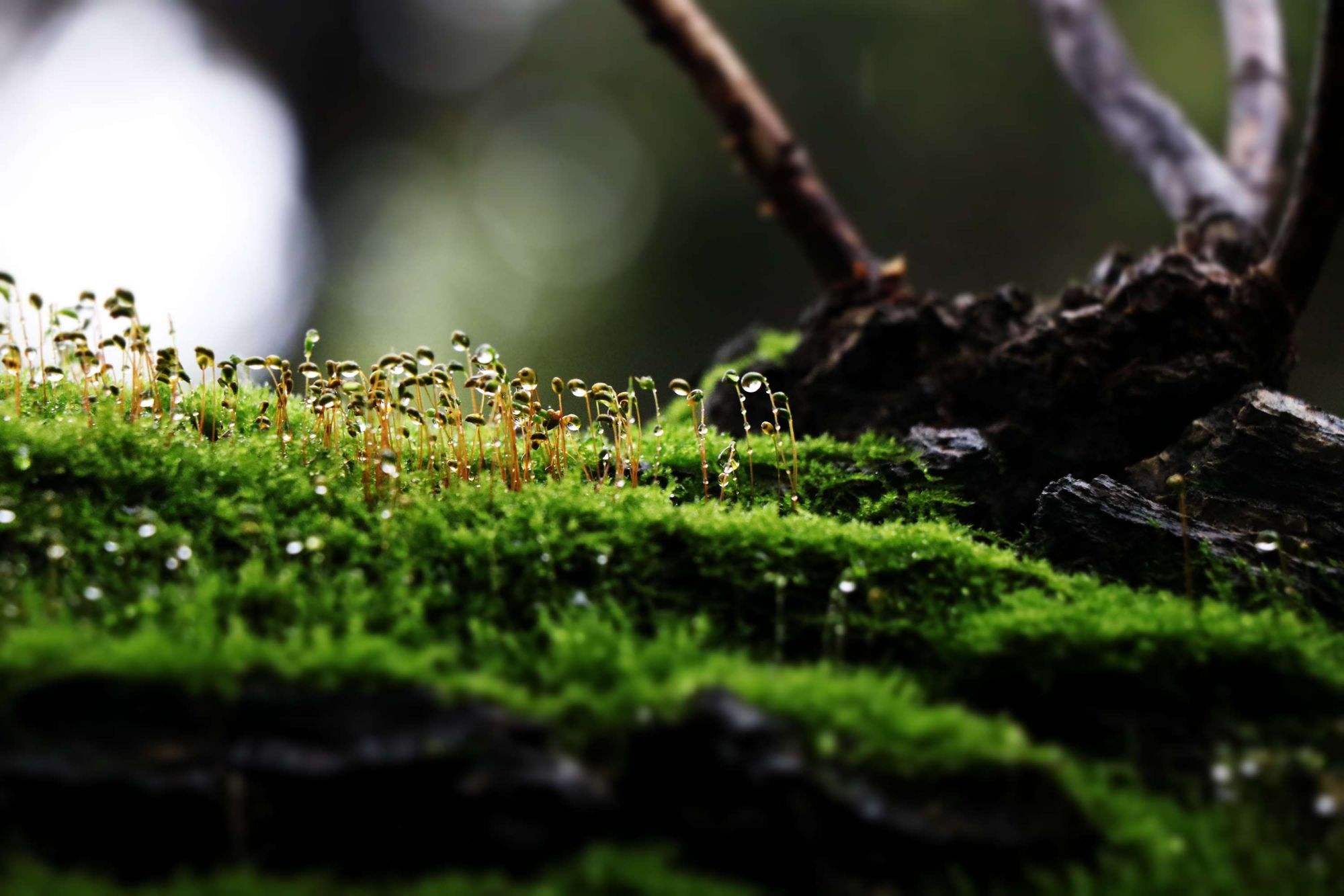 鲜活苔藓微景观盆景盆栽水陆缸造景青苔植物白发藓假山草diy材