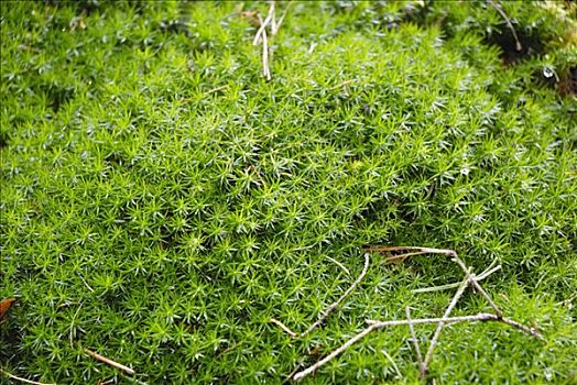 鲜活苔藓微景观盆景盆栽水陆缸造景青苔植物白发藓假山草diy材