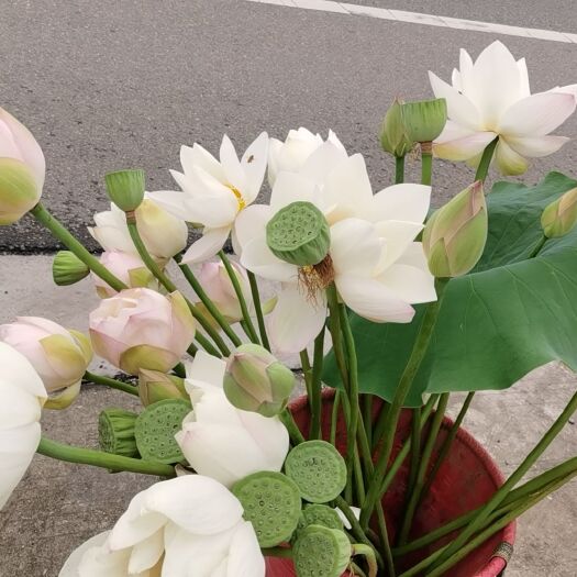 粉色荷花
