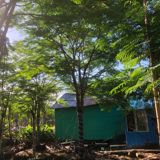 中山市凤凰木红花楹金凤花多花乔木