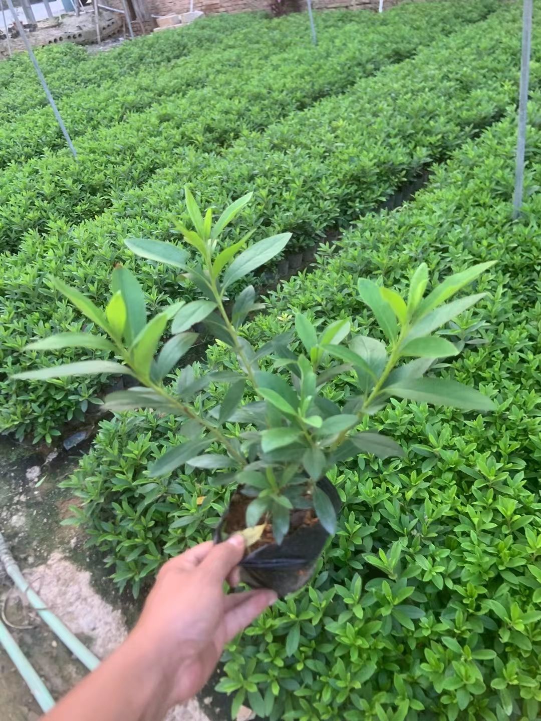 毛杜鹃