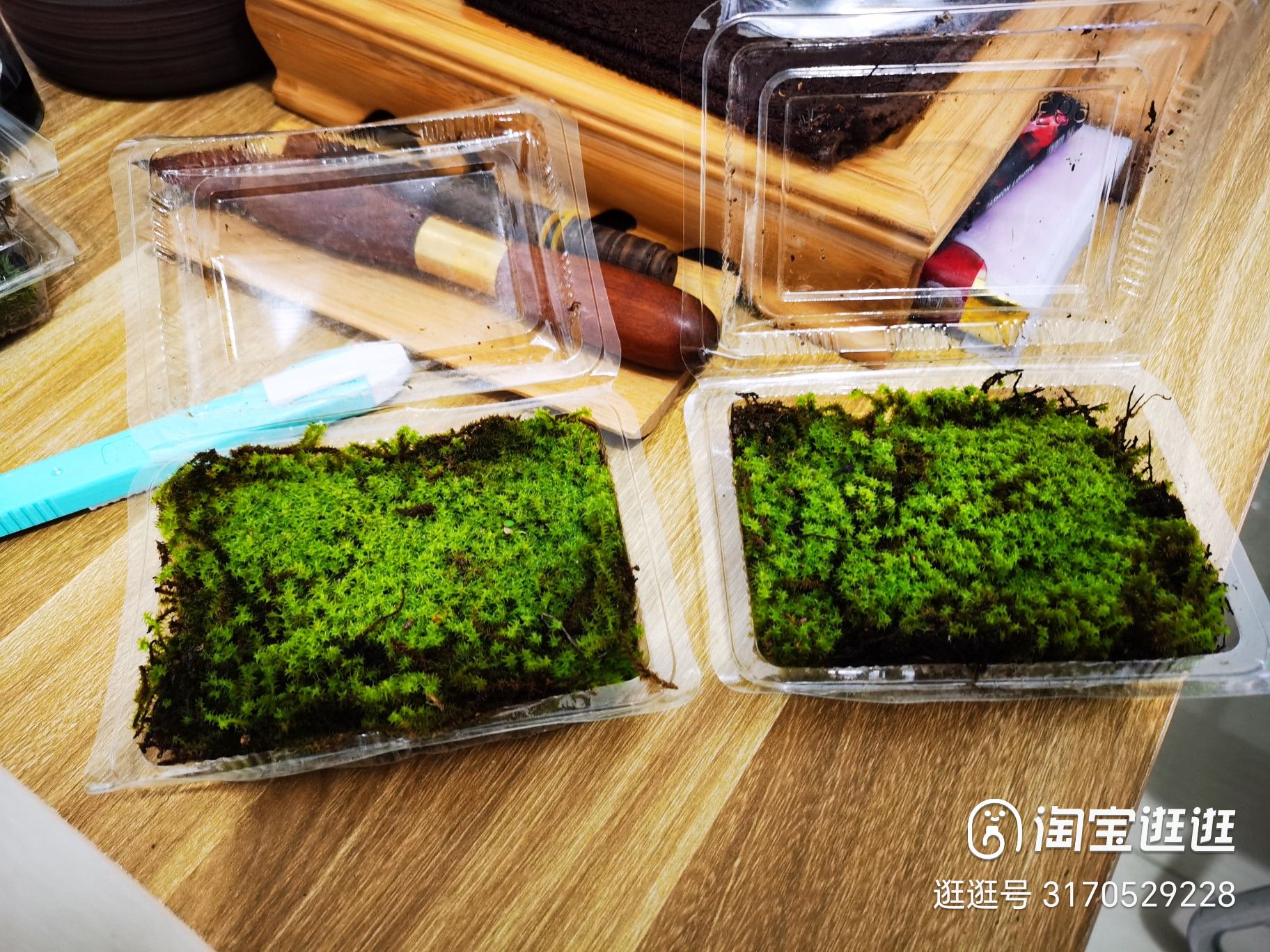 鲜活苔藓微景观盆景盆栽水陆缸造景青苔植物白发藓假山草diy材