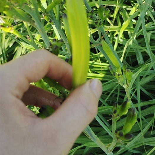 吴忠鲜黄花菜