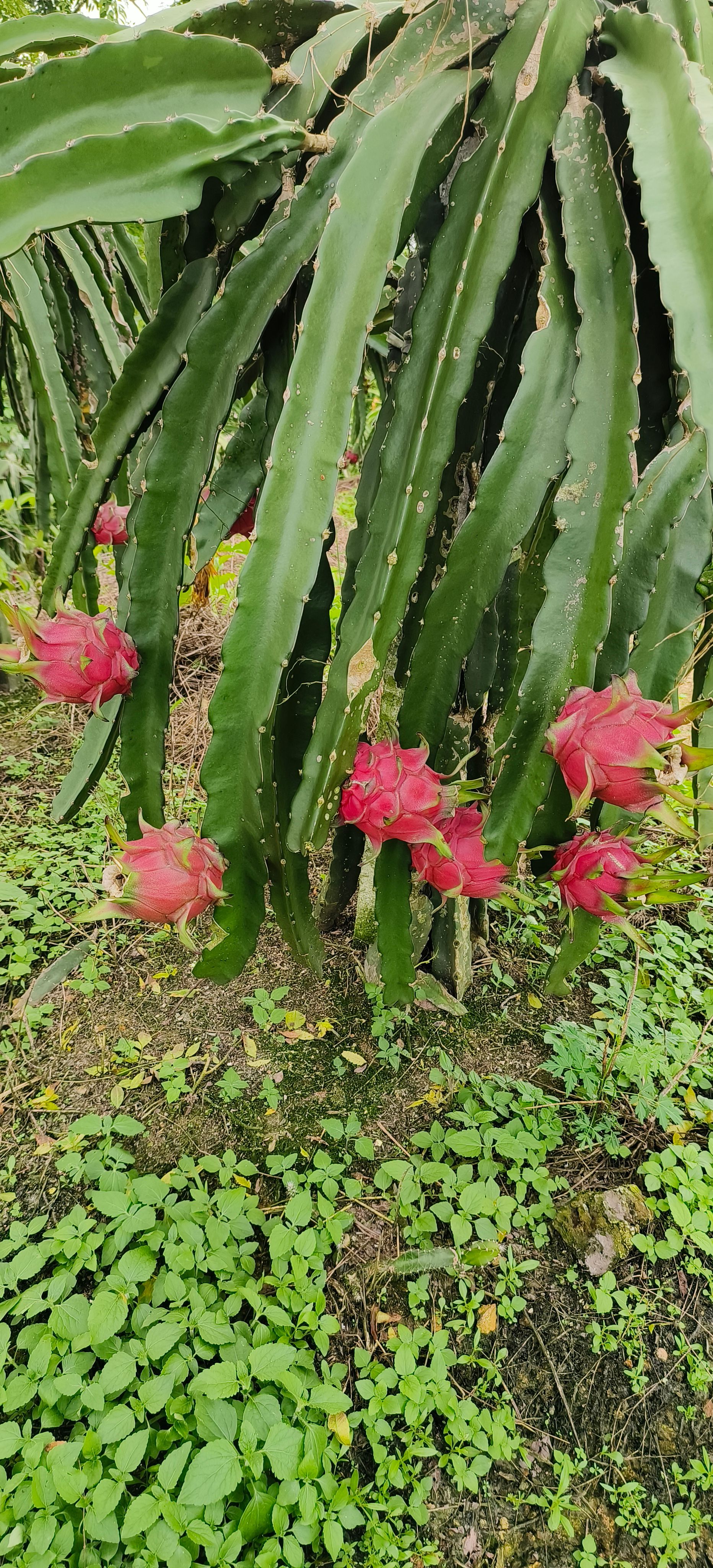 红肉火龙果，红宝龙，清甜可口
