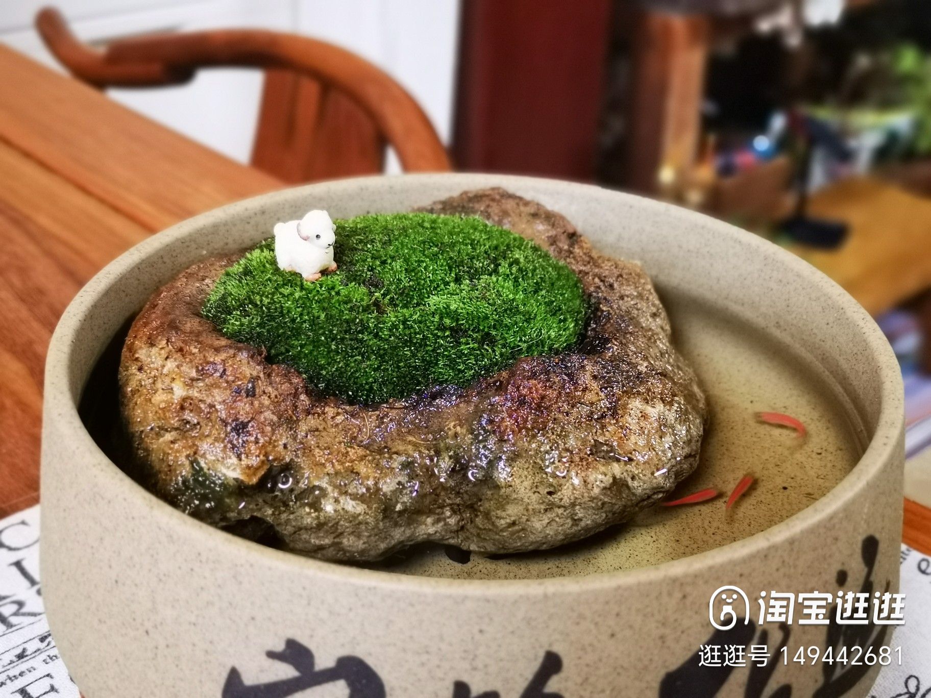 鲜活苔藓微景观盆景盆栽水陆缸造景青苔植物白发藓假山草diy材