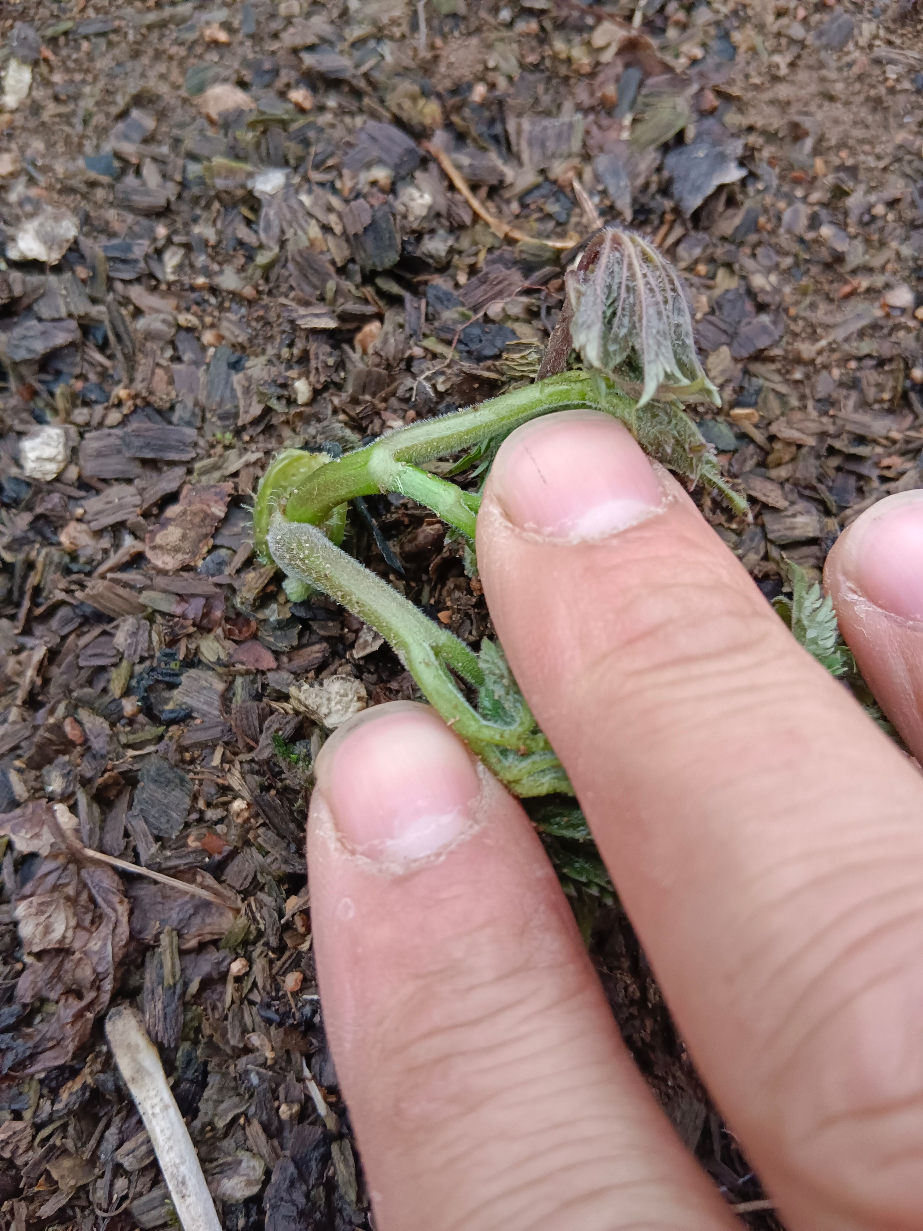 窟窿芽苗，大三葉，升麻苗，北升麻苗，苦嫩牙，苦龍芽苗