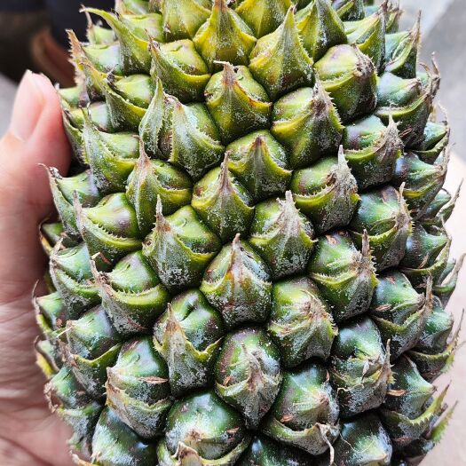 合浦县菠萝