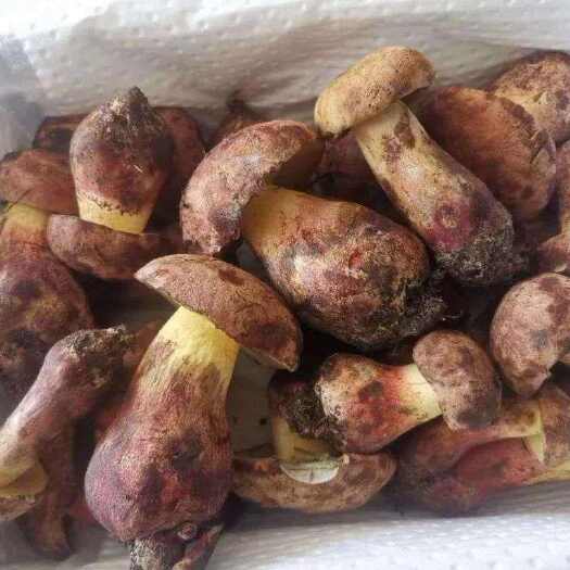 昆明牛肝菌