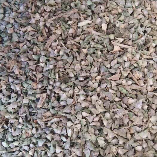 邯郸菠菜种子（小叶菠菜）