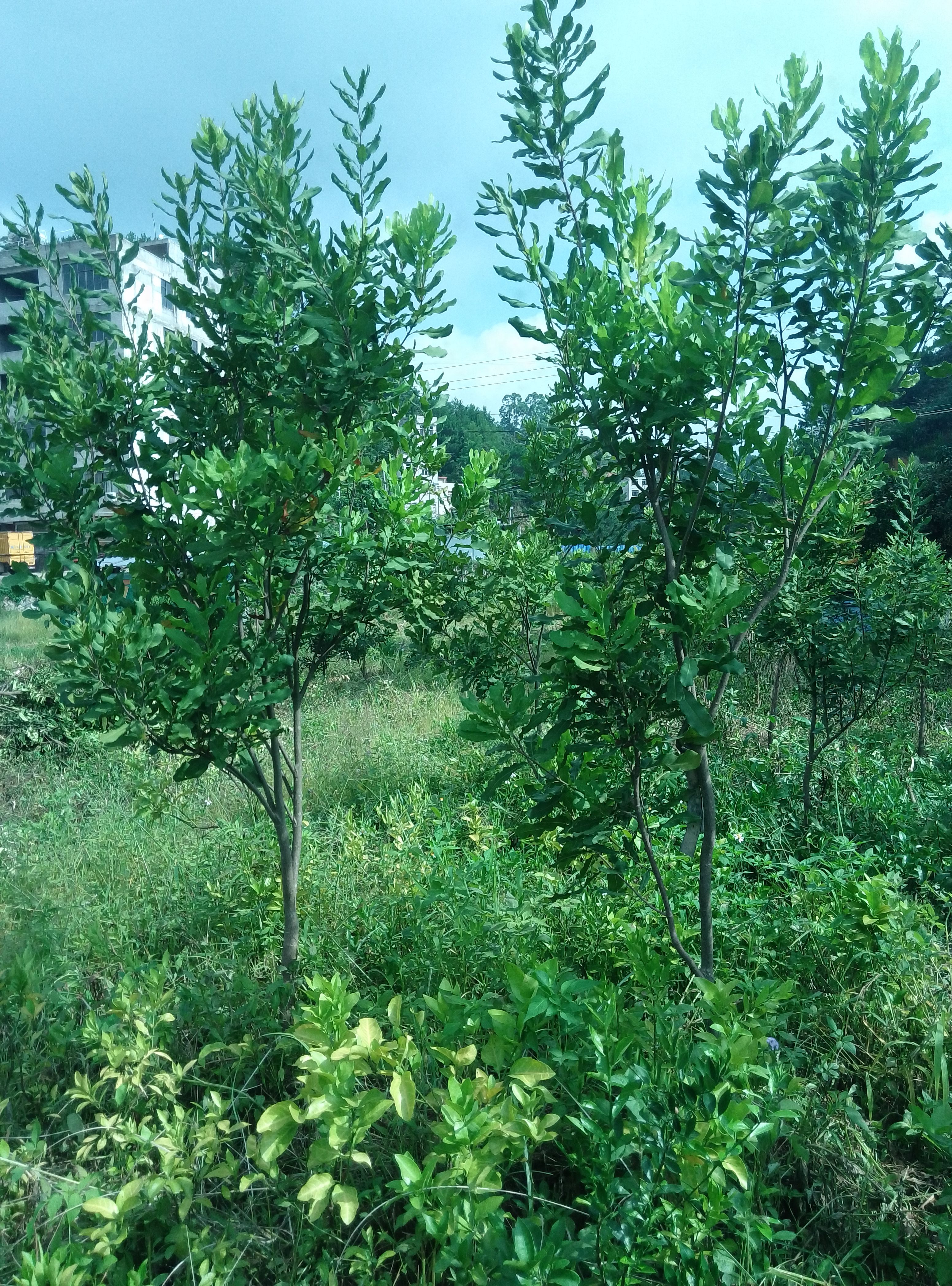 夏威夷果苗