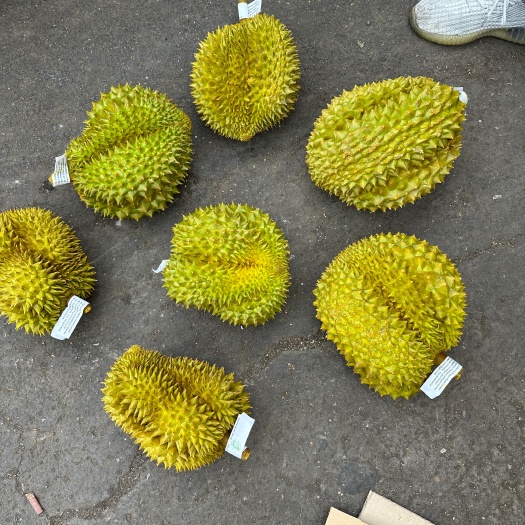 昆明金枕B果