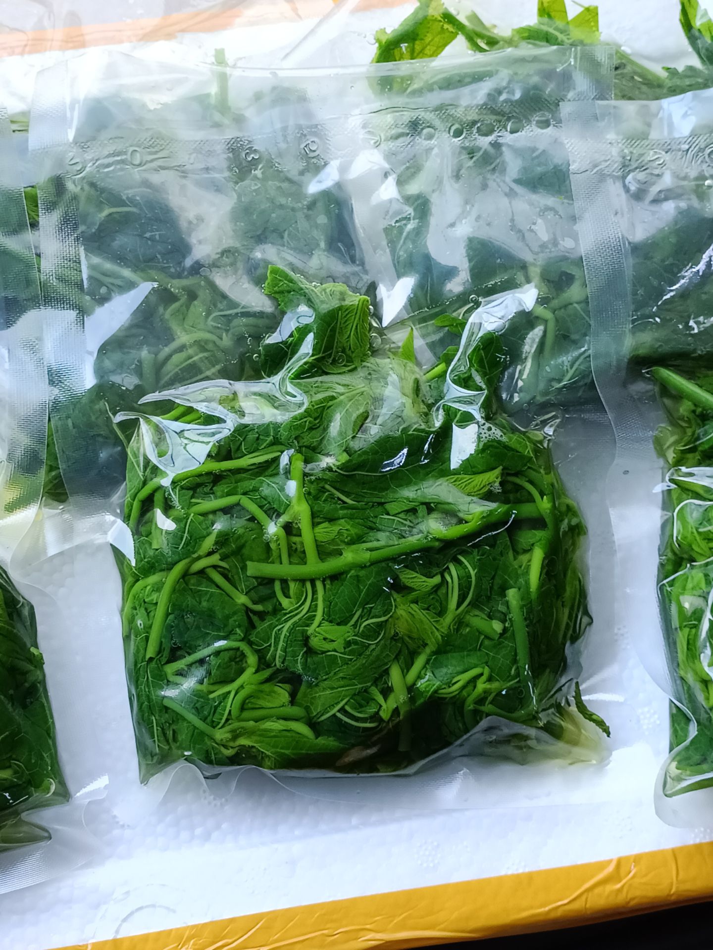 桑芽菜