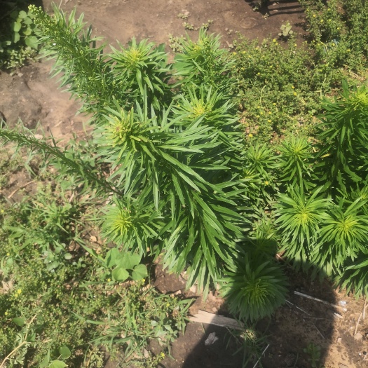 飞蓬草