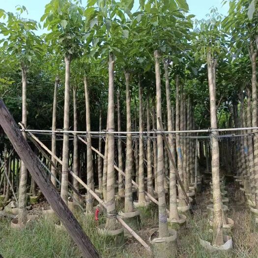 揭阳5公分起多花黄花风铃木黄花红花紫花移袋苗各种规格欢迎洽谈