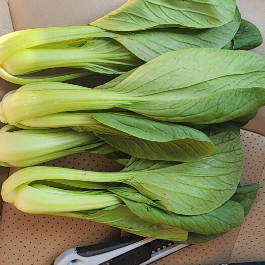 曹县江北第一蔬菜镇 主销上海青 快菜