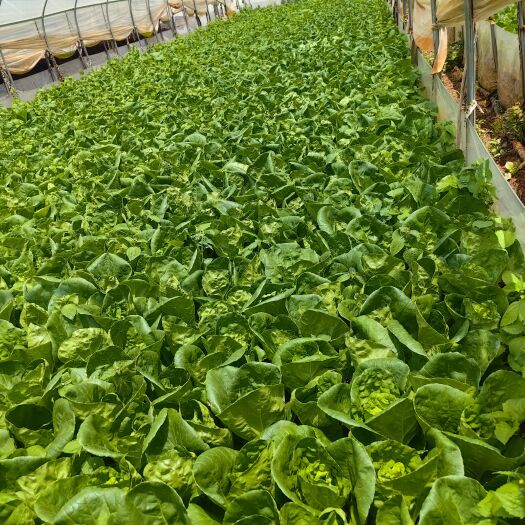 昆明快菜