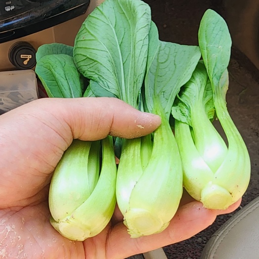 曹县注销 上海青 毛白菜