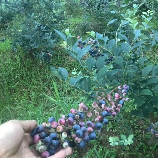 凤冈县现摘蓝莓  大粒