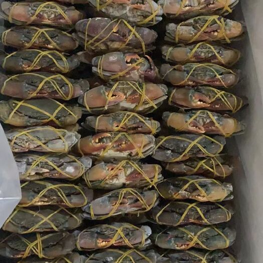 大青蟹肉蟹300克以上一只，价格优惠