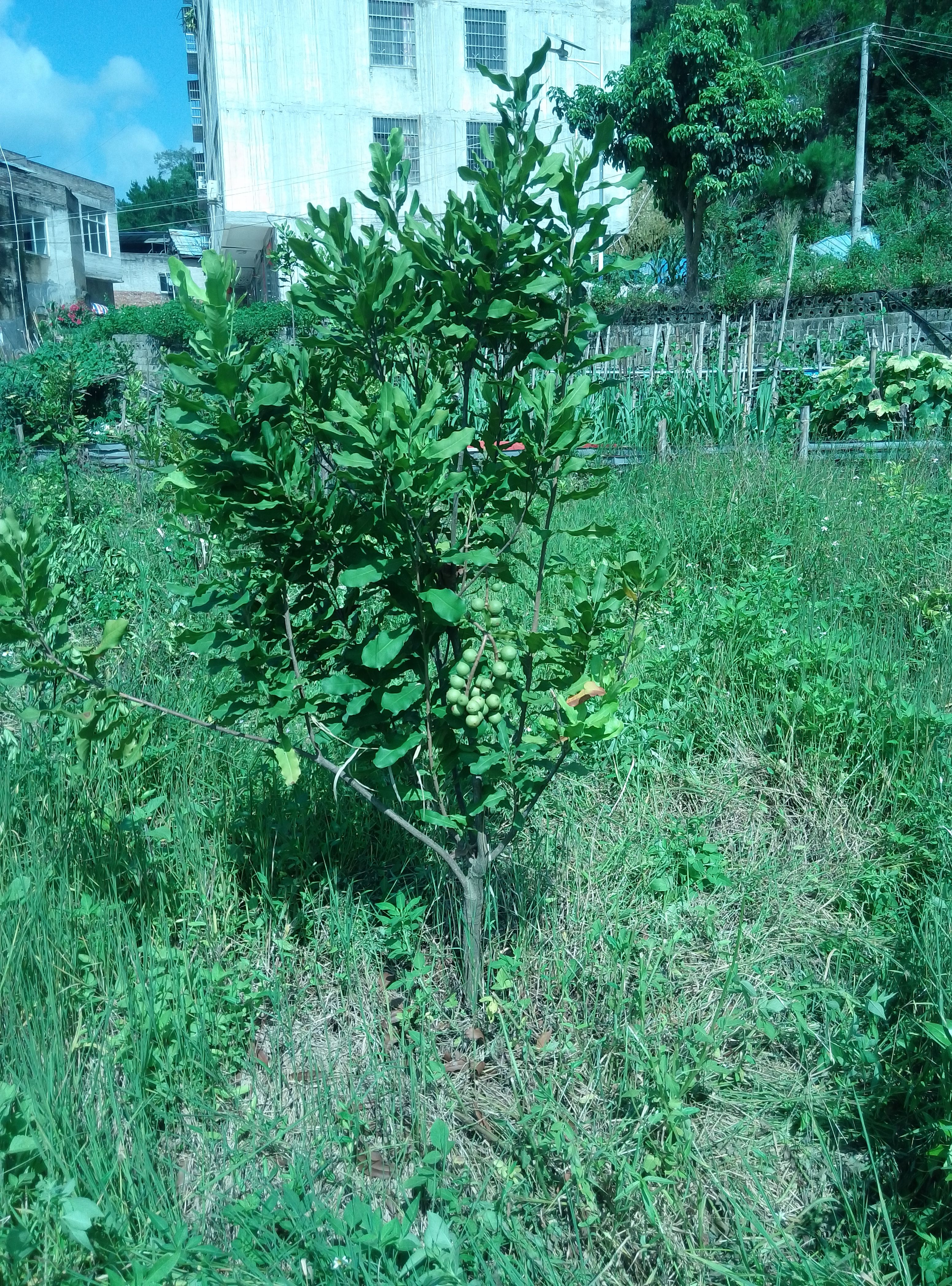 夏威夷果苗