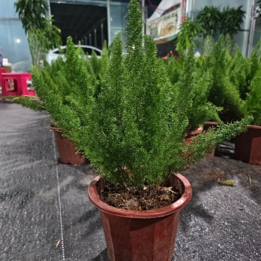 宜良縣虎尾天門冬