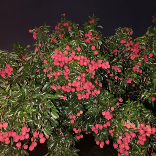陆丰市自种凤花荔枝农场 鲜甜 清脆 果靓