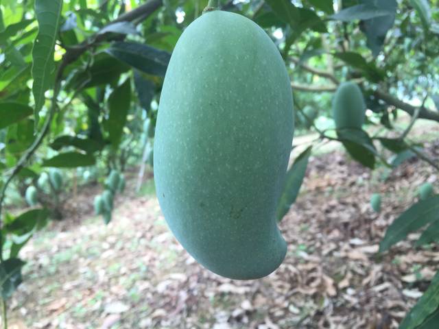 广西百色芒果大量上市啦产地直销，快来下单咯