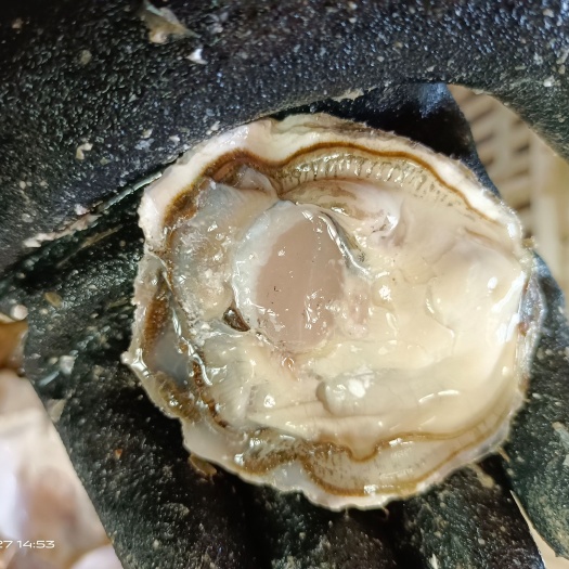 大连精品，三倍体，生蚝，批发零售