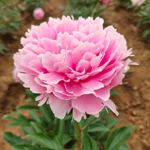 菏泽沙拉优选 鲜切花芍药种苗 菏泽基地