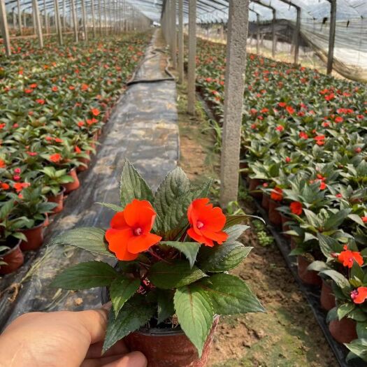 青州市凤仙花